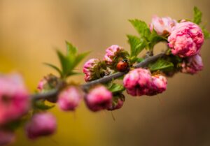 Lire la suite à propos de l’article Voir la vie en rose…